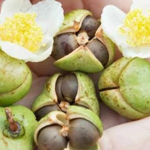 Camellia sinensis_ Tea plant Tree 20 New Seeds