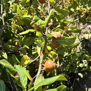 Mispelfrucht, pflanzenbarer Baum 4 wurzellose Stecklinge (Mespilus germanica) 10 Geschenk neue Samen