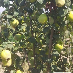 Cydonia Oblonga Quince Fruit Tree 5 New Cuttings