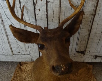 stuffed deer head for sale