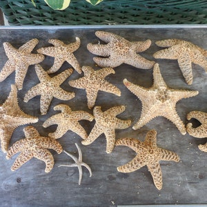 Lot of 13 Dried Starfish Sea Stars Nautical Beach Seashell Decor