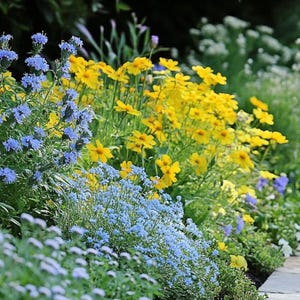 Sunny Sidewalk Garden Design- Planting Plan (Full Sun) image 3