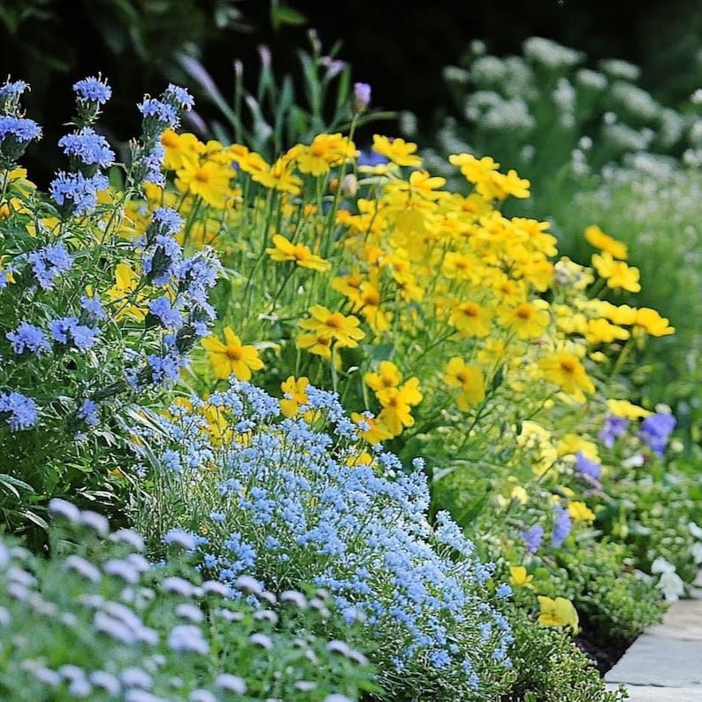 Sunny Sidewalk Garden Design- Planting Plan (Full Sun) image 3