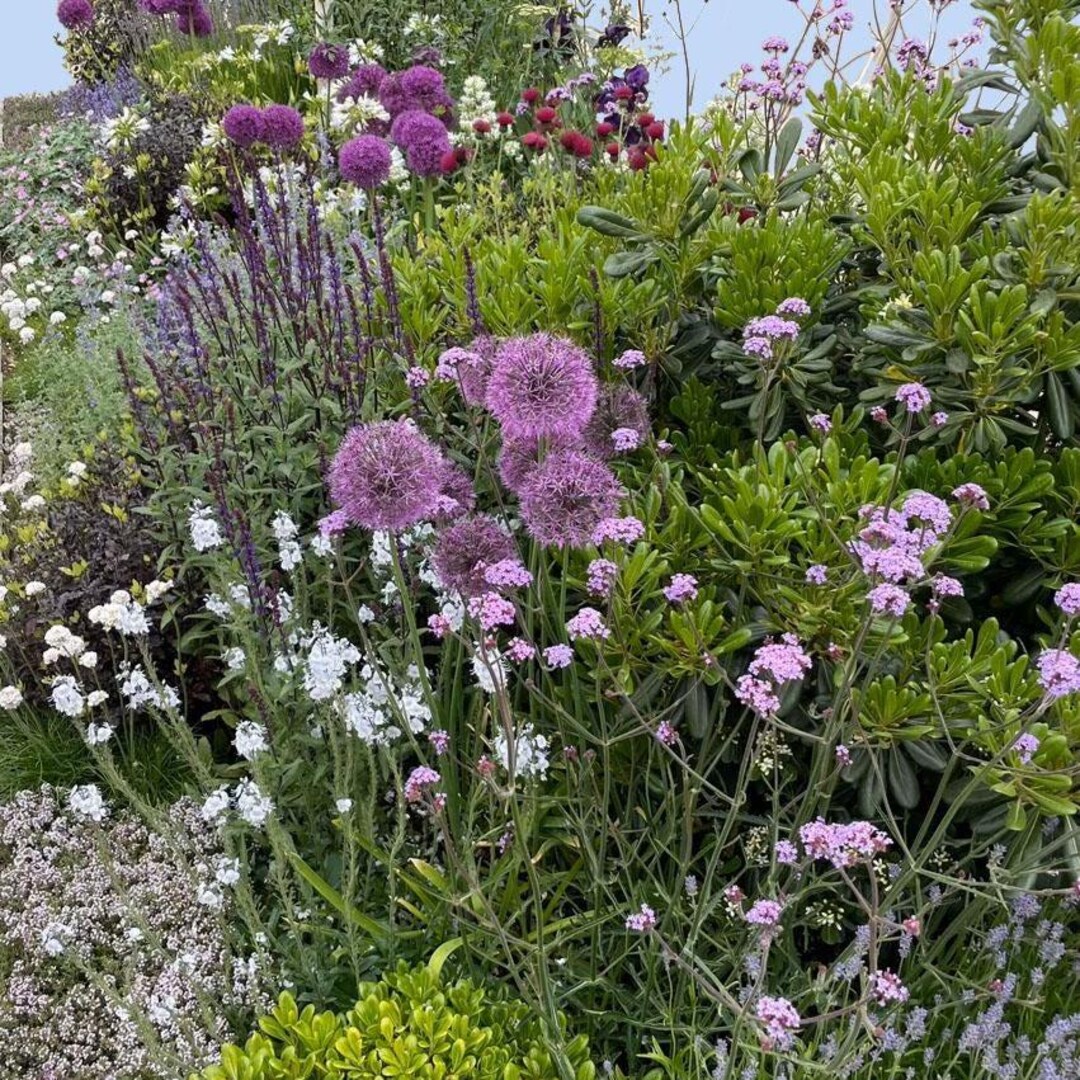 Spring Garden Design Border - Planting Plan (full Sun) - Etsy