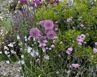 Spring Garden Design Border - Planting Plan (Full Sun)