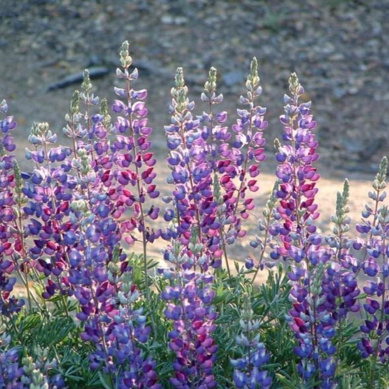 Sierra Nevada Garden Design Border (full Sun) Planting Plan - Etsy