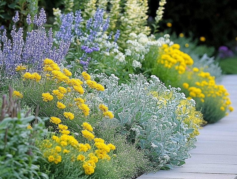 Sunny Sidewalk Garden Design- Planting Plan (Full Sun) image 5