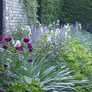 Elegant Garden Design Border - Planting Plan (full Sun) - Etsy