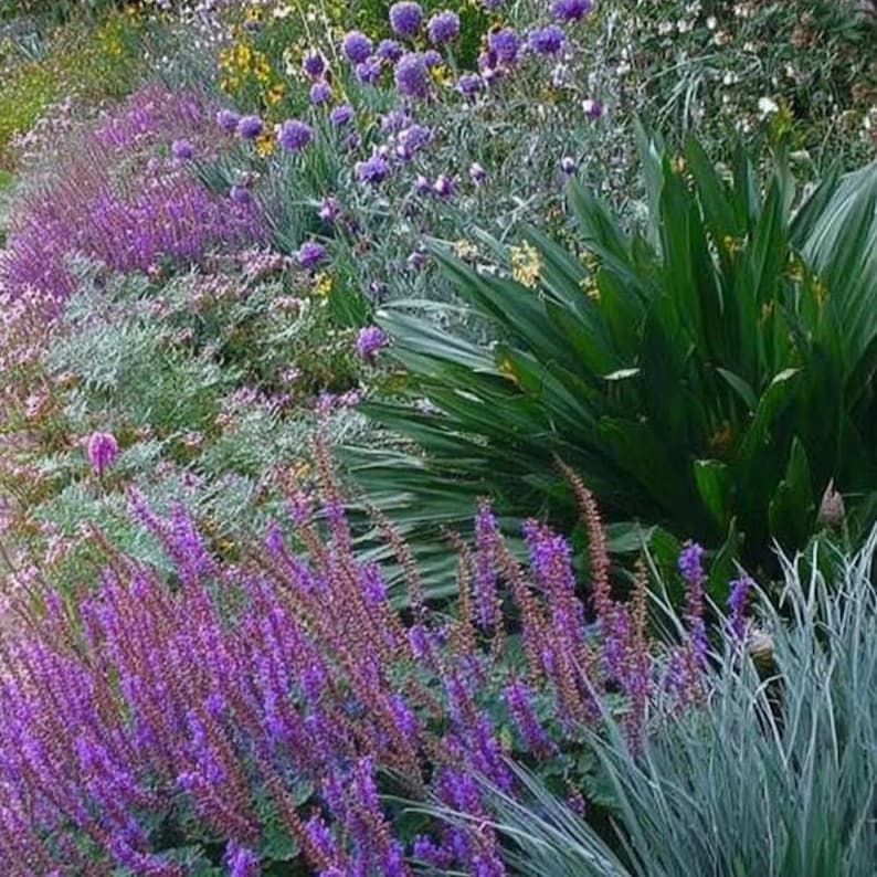 Deer Resistant Garden Design Border (full Sun) - Planting Plan - Etsy