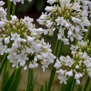 Spring Garden Design Border - Planting Plan (full Sun) - Etsy