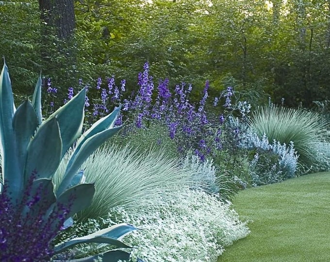 Blues Garden Border Planting Plan: Full Sun (digital Download) - Etsy