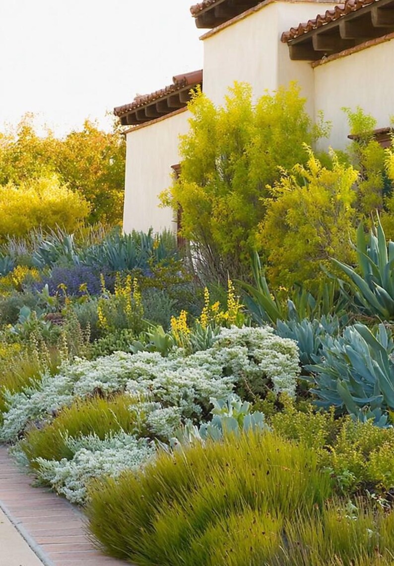 Spanish Garden Design Border: Planting Plan - Full Sun - Etsy