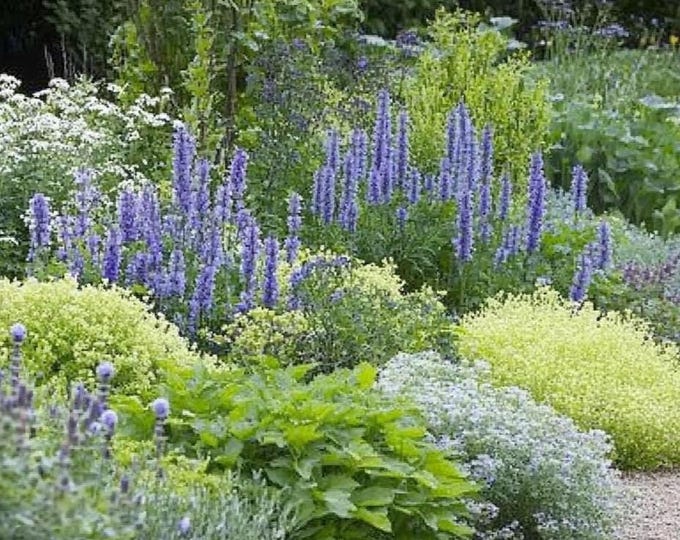 Burgundy & Sage Garden Design Border - Planting Plan (full Sun) - Etsy ...