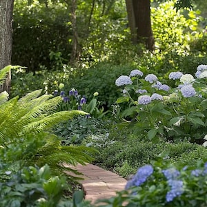 Progetto di giardino in tonalità blu - Piano di piantagione