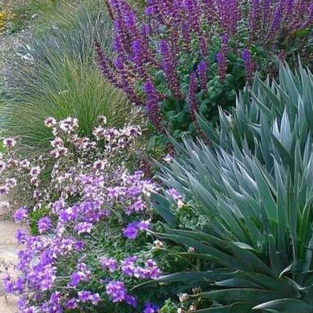 Deer Resistant Garden Design Border (full Sun) - Planting Plan - Etsy