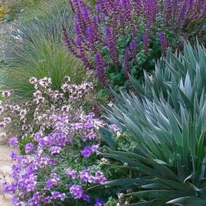 Borde de jardín resistente a los ciervos (a pleno sol) - Plan de plantación