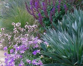Deer Resistant Garden Design Border (Full Sun) - Planting Plan