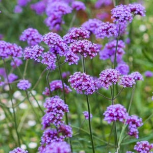 Spring Garden Design Border - Planting Plan (full Sun) - Etsy