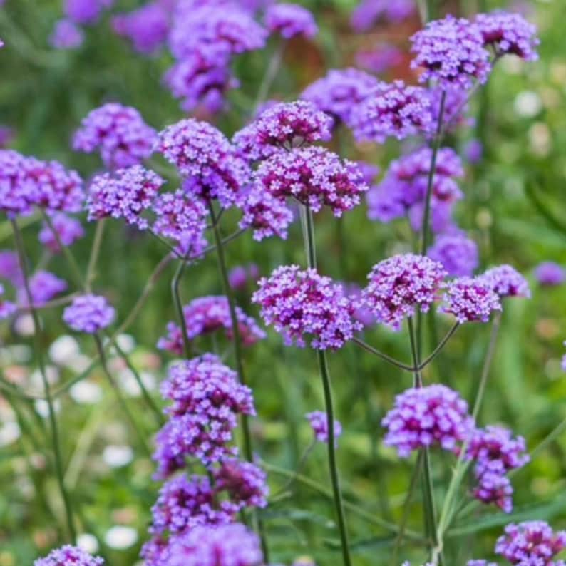 Spring Garden Design Border - Planting Plan (full Sun) - Etsy