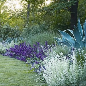 Blues Garden Border Planting Plan: Full Sun (digital Download) - Etsy