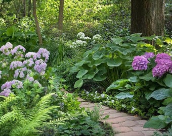 Tickled Pink Shade Garden - Planting Plan (Shade)