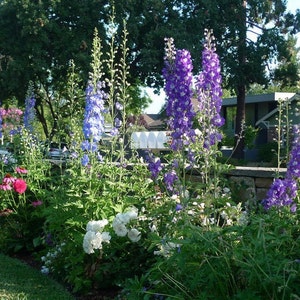 Cottage Garden Border Design (Full Sun)