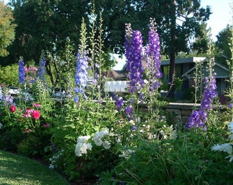 Cottage Garden Border