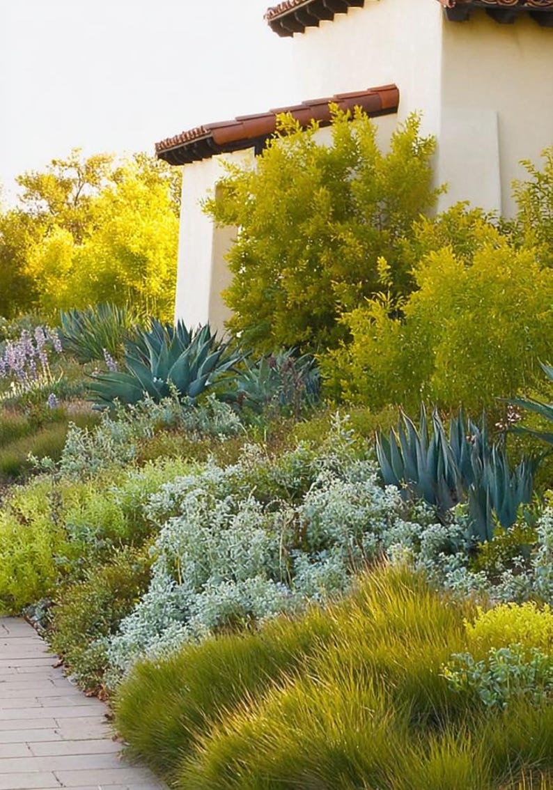 Spanish Garden Design Border: Planting Plan - Full Sun - Etsy