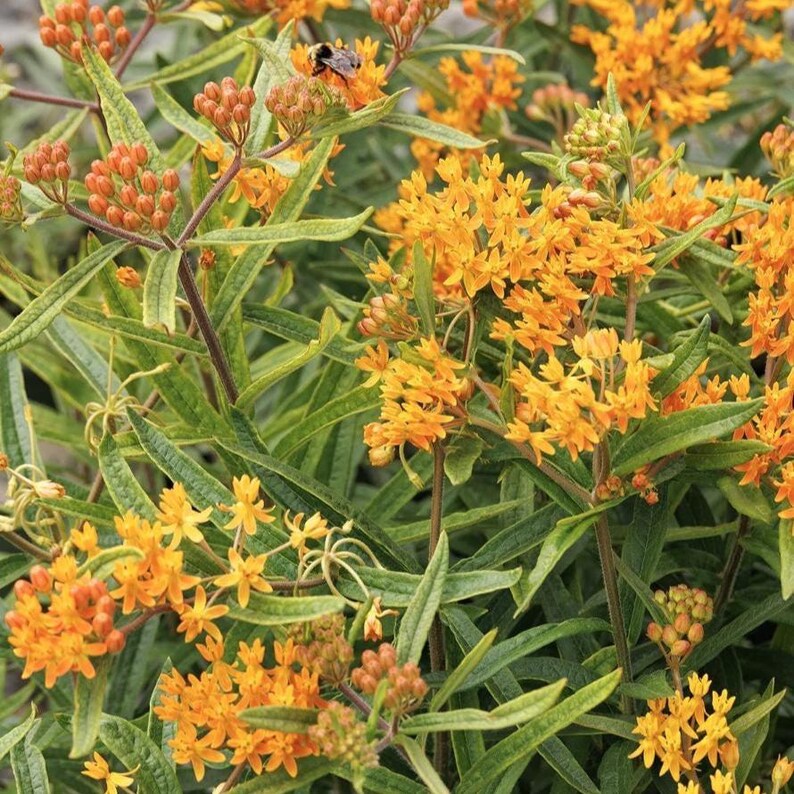 Sierra Nevada Garden Design Border (full Sun) Planting Plan - Etsy