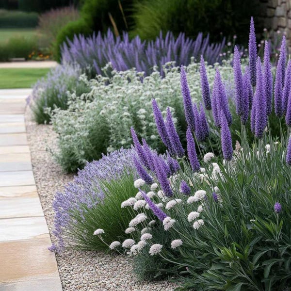 Lavender Garden Design Border - Planting Plan (Full Sun)