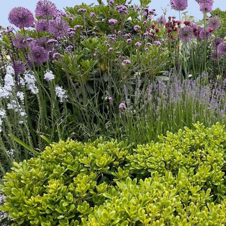 Spring Garden Design Border - Planting Plan (full Sun) - Etsy