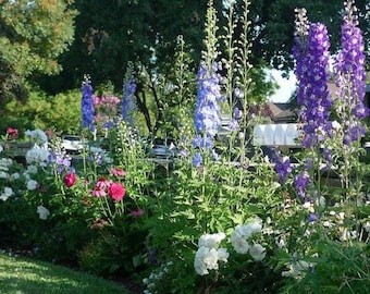 Bordadura para jardim estilo casa de campo (pleno sol)