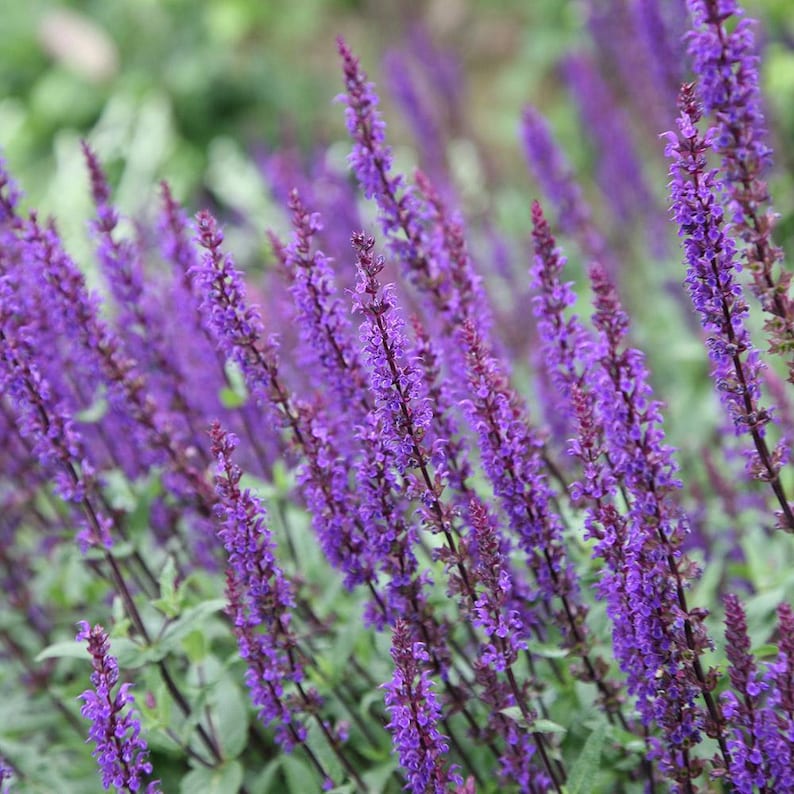 Deer Resistant Garden Design Border (full Sun) - Planting Plan - Etsy