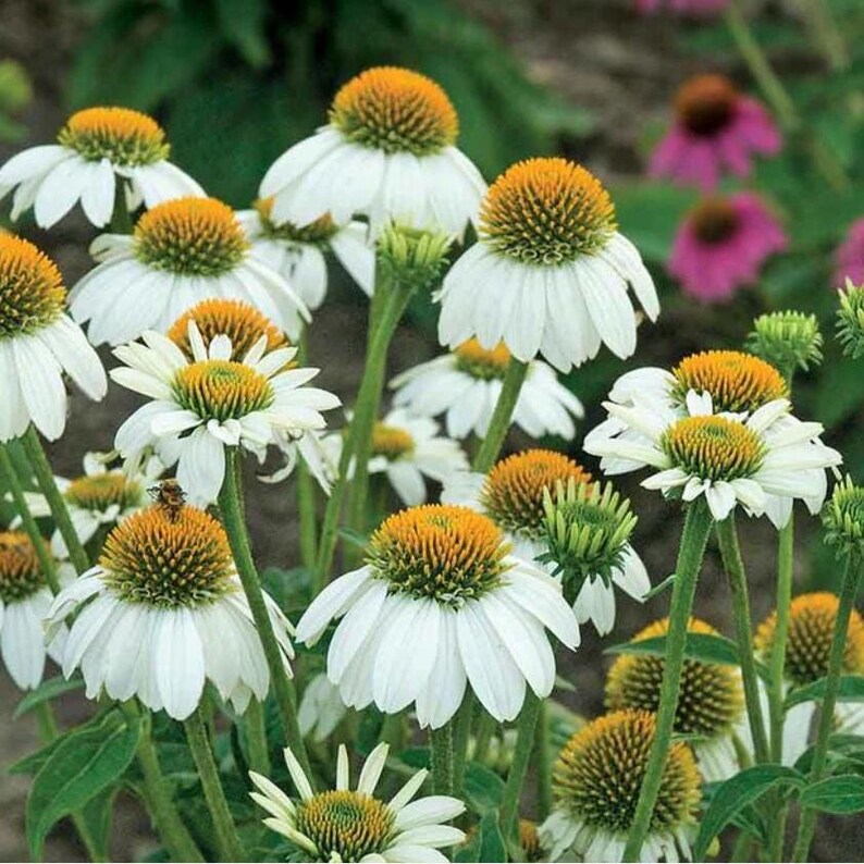 Sierra Nevada Garden Design Border (full Sun) Planting Plan - Etsy