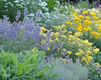 Sunny Sidewalk Garden Design- Planting Plan (Full Sun)