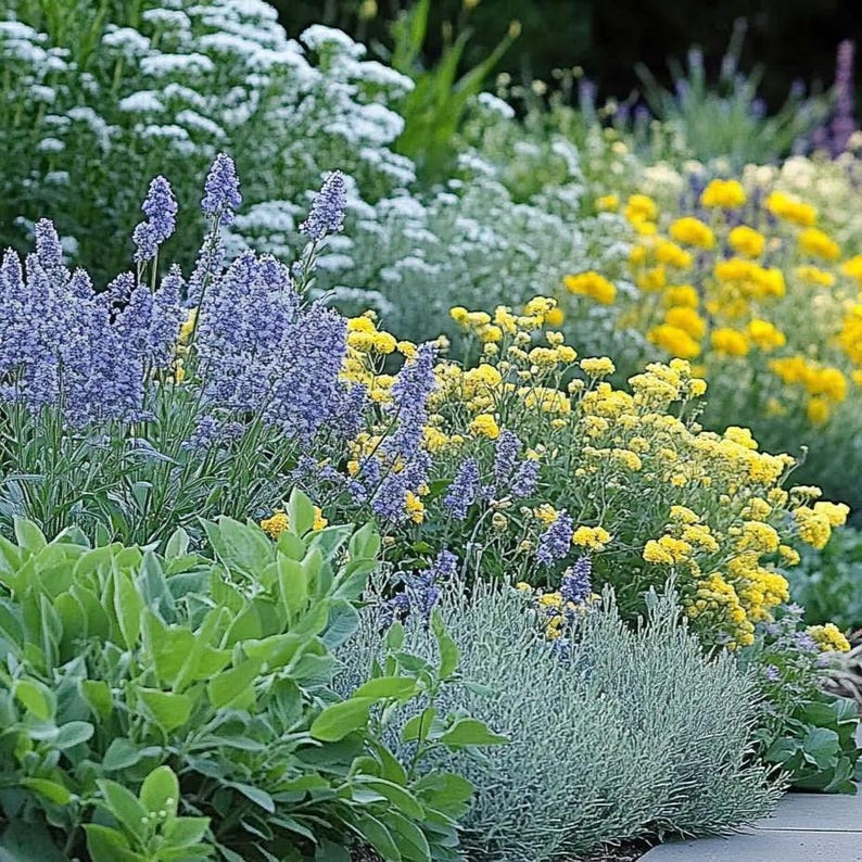 Sunny Sidewalk Garden Design- Planting Plan (Full Sun) image 1