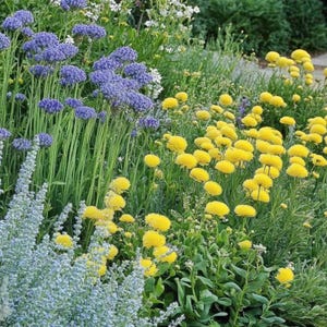 Sunny Sidewalk Garden Design- Planting Plan (Full Sun) image 2