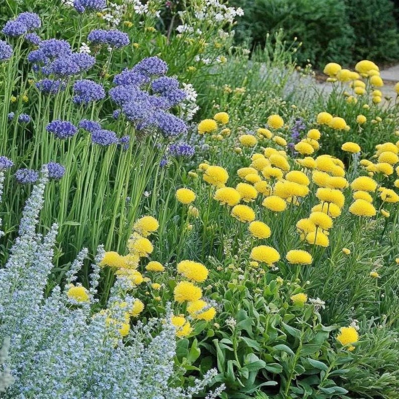 Sunny Sidewalk Garden Design- Planting Plan (Full Sun) image 2