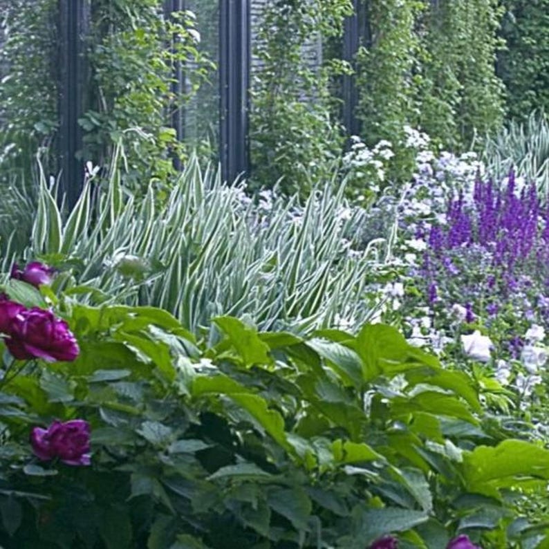 Elegant Garden Design Border - Planting Plan (full Sun) - Etsy