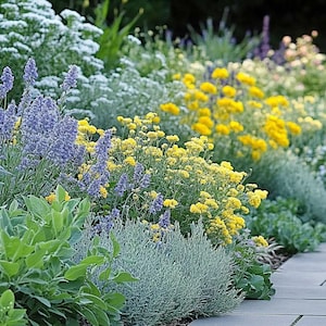 Sonniger Sidewalk Garden - Pflanzplan (volle Sonne)