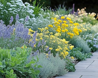Sunny Sidewalk Garden - Planting Plan (Full Sun)