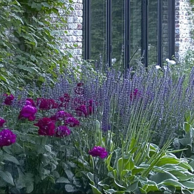 Elegant Garden Design Border - Planting Plan (full Sun) - Etsy