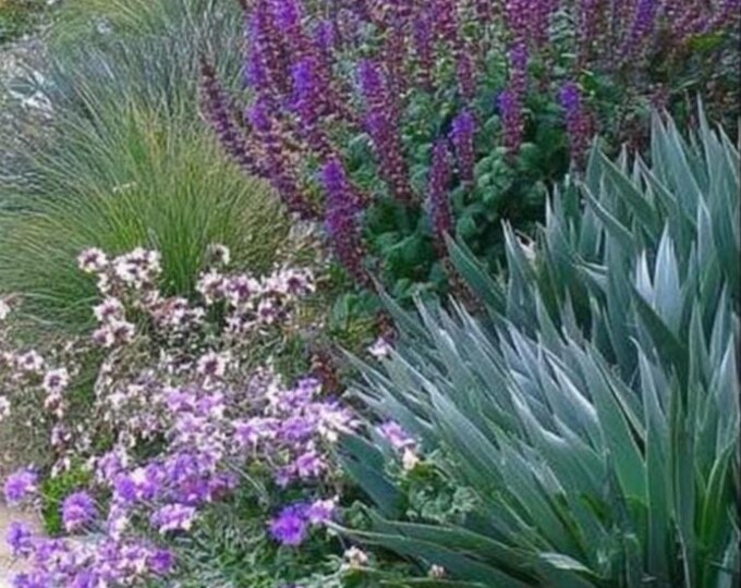The Hellstrip - Drought & Deer Resistant Garden | Pollinator Friendly ...