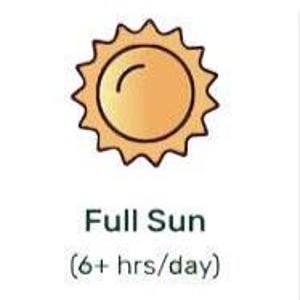 Sunny Sidewalk Garden Design- Planting Plan (Full Sun) image 4