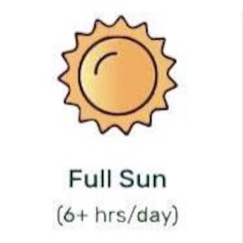 Sunny Sidewalk Garden Design- Planting Plan (Full Sun) image 4