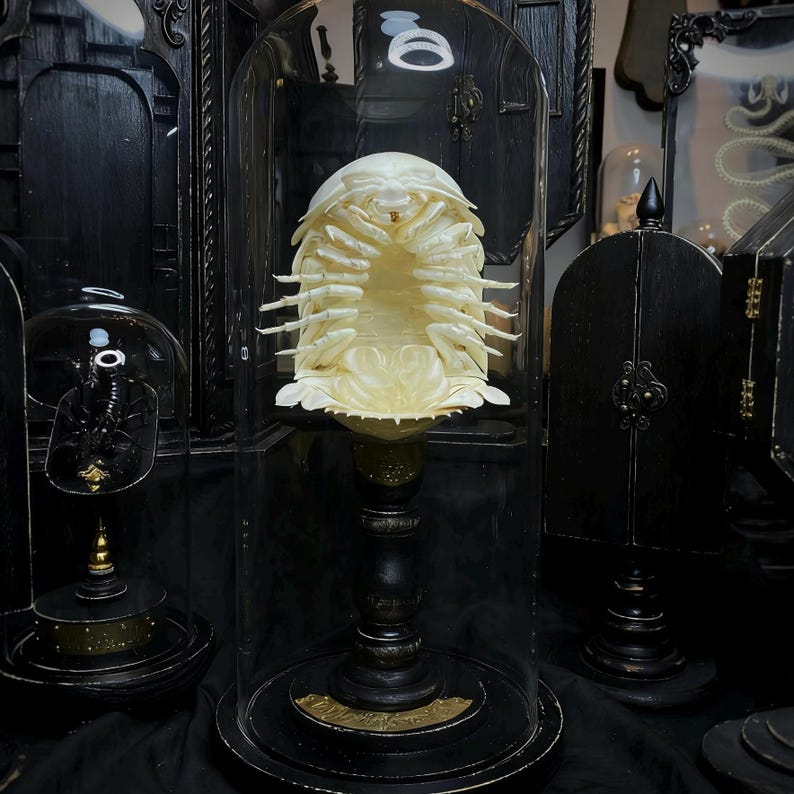 A Museum Grade Bell Jar containing a preserved Giant Isopod specimen.