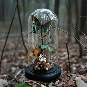 Real Green Butterfly & Damselfly Glass Dome, Forest Specimen Display, Cottagecore Decor, Naturalist Gift, Dark Academia Shelf Art