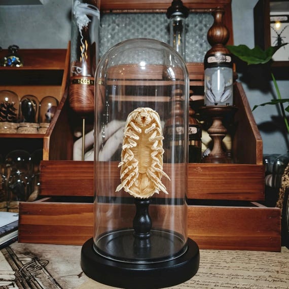 Giant Isopod Glass Dome, Deep Sea Creature Display, Unique Gift for Marine Biology Lover, Dark Academia Decor, Curio Cabinet Art
