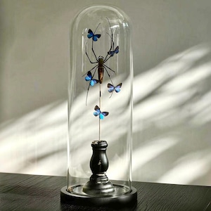 Gothic Spinne & Blaue Schmetterlinge Glaskuppel | Echte Specimen-Anzeige | Kuriositäten-Schrank Dekor | Kuriositäten Weihnachtsgeschenk für Ihn
