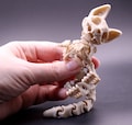 Articulated Skelly Cat 3D Printed Skeleton Cat – PLA or ASA Halloween Decor